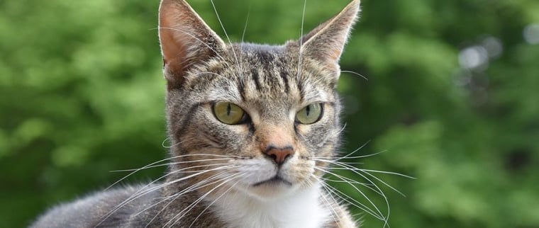 chat européen
